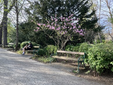 Magnolie